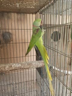 paahari parrot