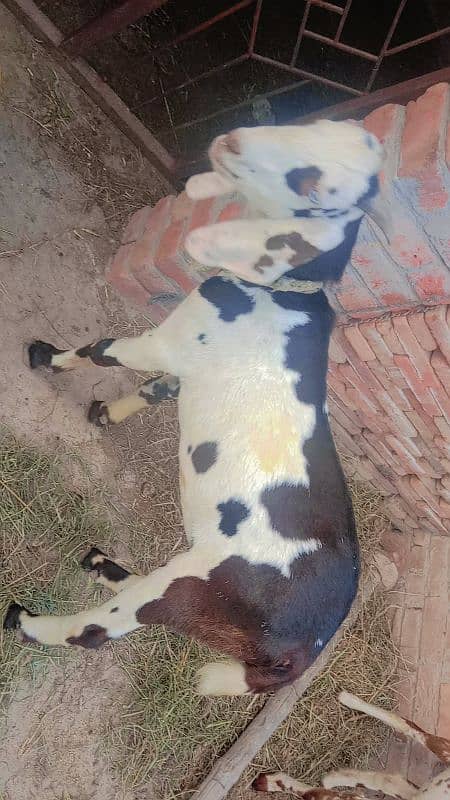 Qurbani Bakra 0