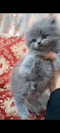 quality persion kittens for sale