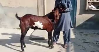 desi Bakra for sale0349=20=22=936