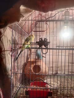 King size Australian parrot breader pair. with cage