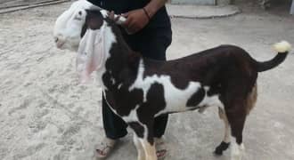 desi Bakra for sale/0349=20=22=936