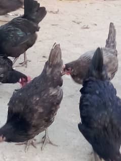 australorp and Desi hen for sale