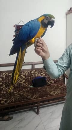 maccao parrot