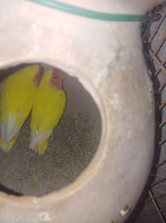 lotino love bird for sale with cage and box.