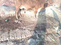 sahiwal cross cow first timer 10 days leti sony me