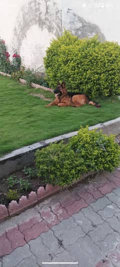 gsd pedigree female for sale