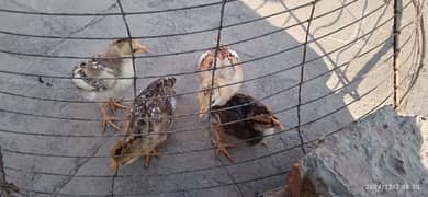 4 aseel chicks for sale