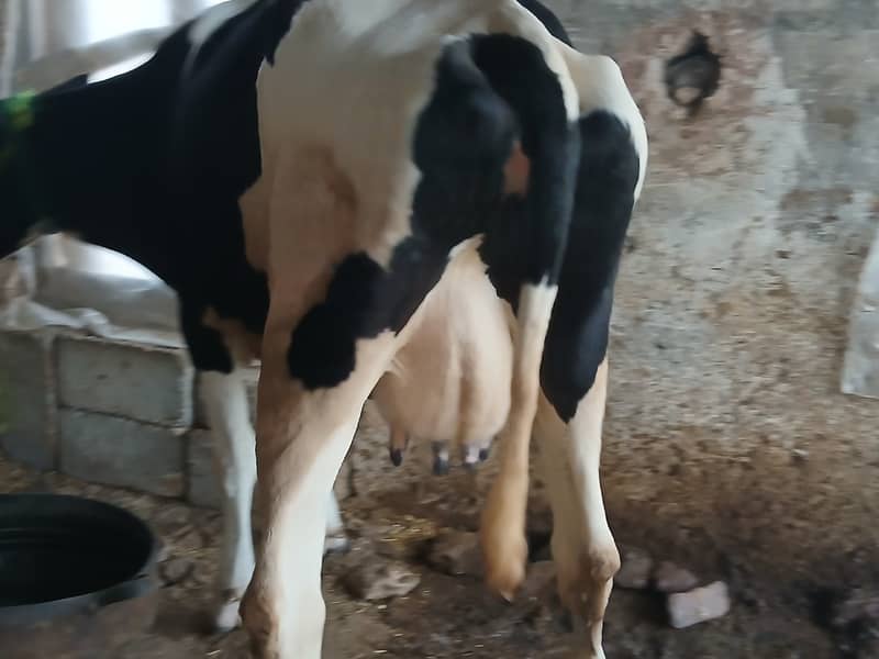 friesion cow for sale 0