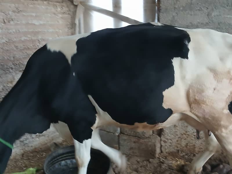 friesion cow for sale 1