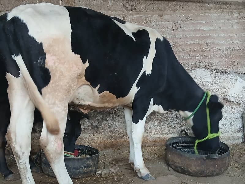 friesion cow for sale 2