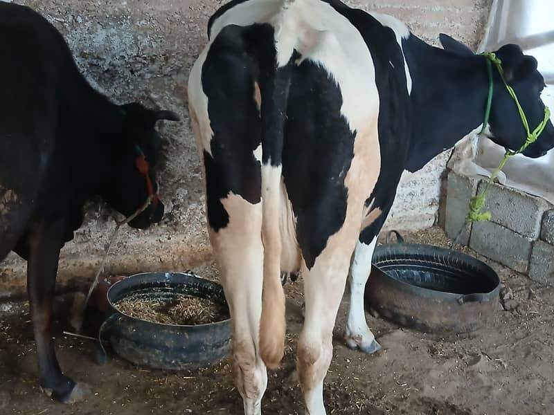 friesion cow for sale 3