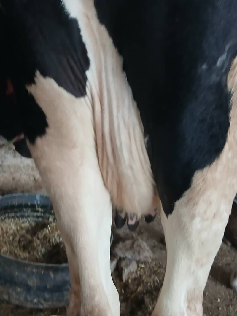 friesion cow for sale 4