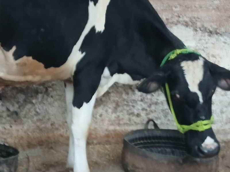 friesion cow for sale 5