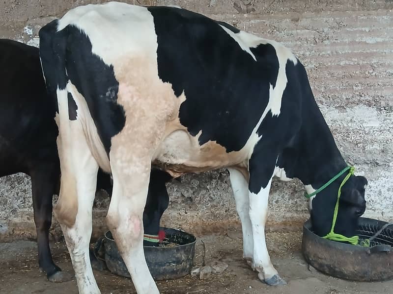 friesion cow for sale 6