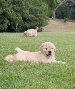 American Golden Retriever Puppies