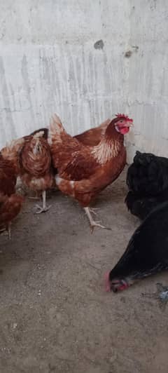 LOMANN BRWON EGGS LAYING HENS FOR SALE  03110245067