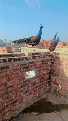 blue shoulder peacock breeder pair