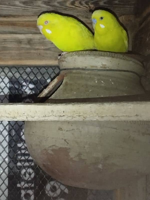 Australian parrots for sale 1