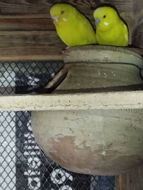 Australian breeder parrots for sale 1