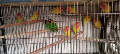 Love birds green offline split pale fellow 2500