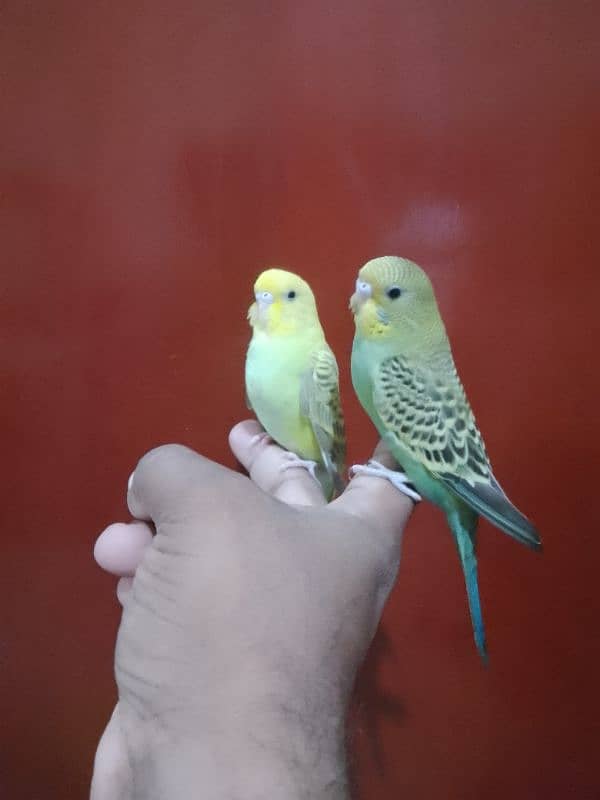 Hand tame budgies/ Cockatiel hand tame/ Cockatiel hand raised for sale 1