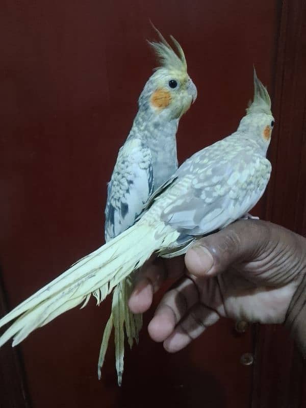 Hand tame budgies/ Cockatiel hand tame/ Cockatiel hand raised for sale 2