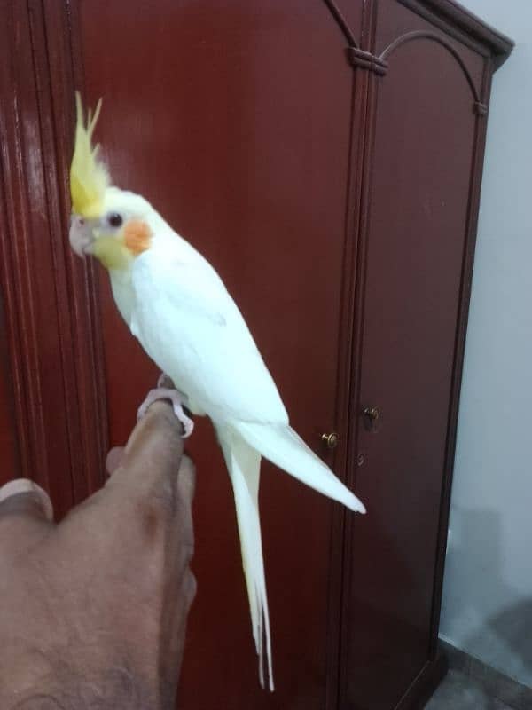 Hand tame budgies/ Cockatiel hand tame/ Cockatiel hand raised for sale 3