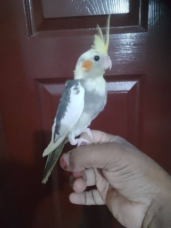 Hand tame budgies/ Cockatiel hand tame/ Cockatiel hand raised for sale 4