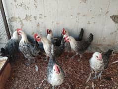 Pure Misri hen (fully fresh, active and organic)