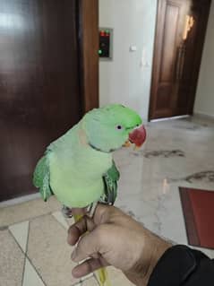 Full Health Raw Parrot 1.5 year approx with Cage