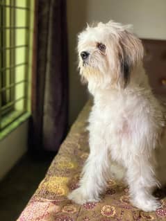 Female Shih tzu Dog, Shih tzu Dog