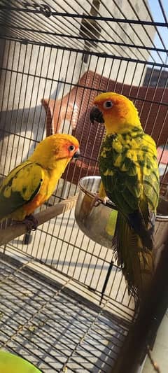 sun conure pair