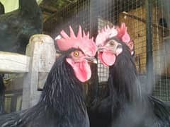 Australorp