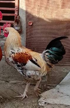 Desi Murga young age for sale