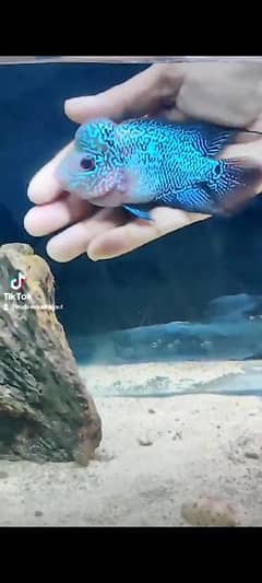 flowerhorn