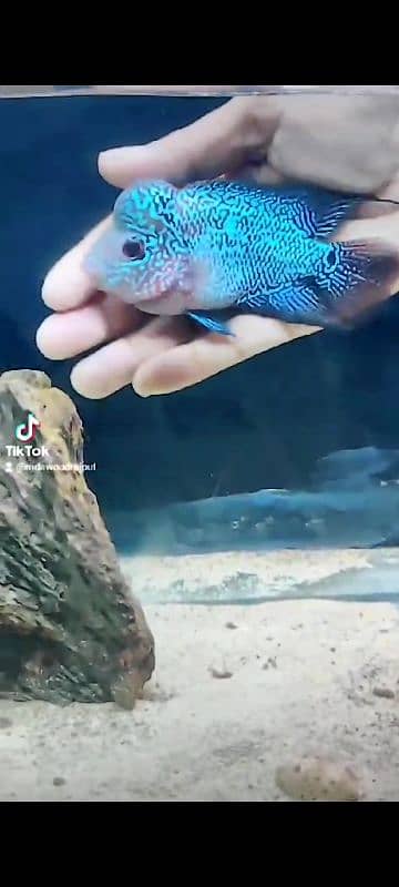 flowerhorn male 0