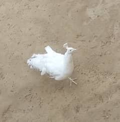 White peacock male