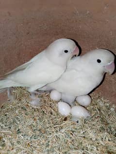 Albino Black Eye and violet