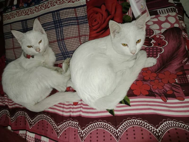 cat pair for sale 0