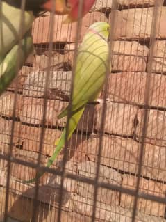 Raw parrots pair for sale