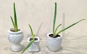 Aloevera Baby Plant for Indoor Decor