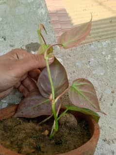 Karachi pan and money plants