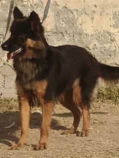 garman shepherd female for sale 4 months 03059919953 whatsapp