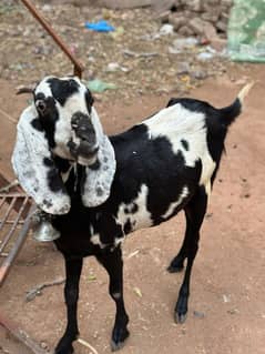 Female goat with child goat