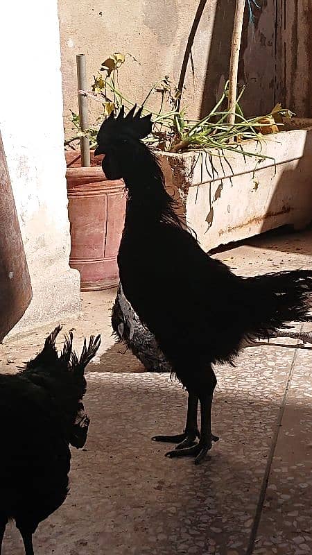 Ayam Cemani Chicks Black Tongue 4