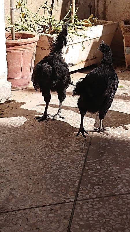 Ayam Cemani Chicks Black Tongue 5