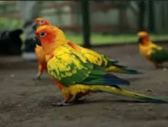 conure family