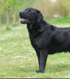 LabraDog British LabraDog For Sale