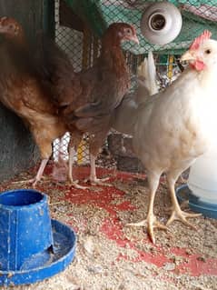 Desi Misri Hen / Golden Misri Hen / Desi Hen